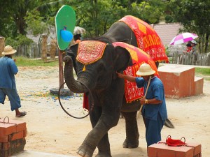 elephant by flickr user coolinsights