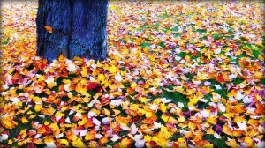 image by flickr user blmiers2